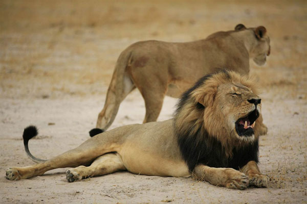 Dentist Killed Cecil The Lion