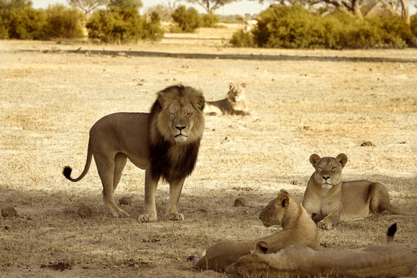 Death of Cecil The Lion