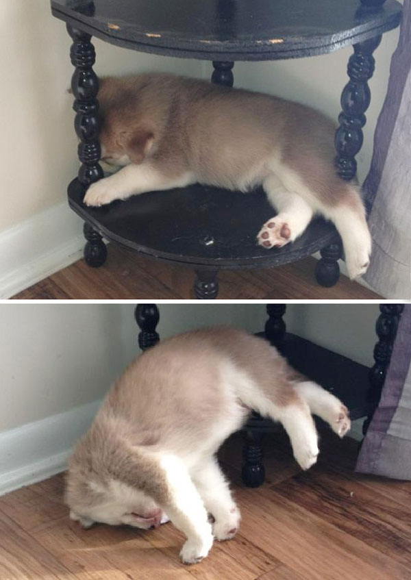 cute dog sleeping on the side table 